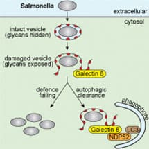 Sweet Way Of Detecting Bacteria