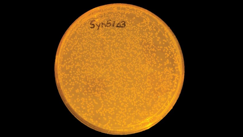 The reprogrammed bacteria Syn61 growing on a plate