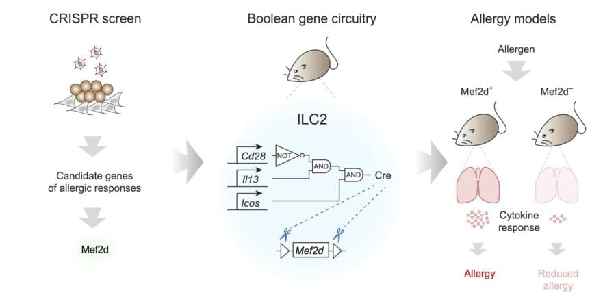 CRISPR screening, Boolean gene circuitry and in vivo allergy models reveal that the transcription factor Mef2d is key regulator to ILC2-promtped allergic immune response