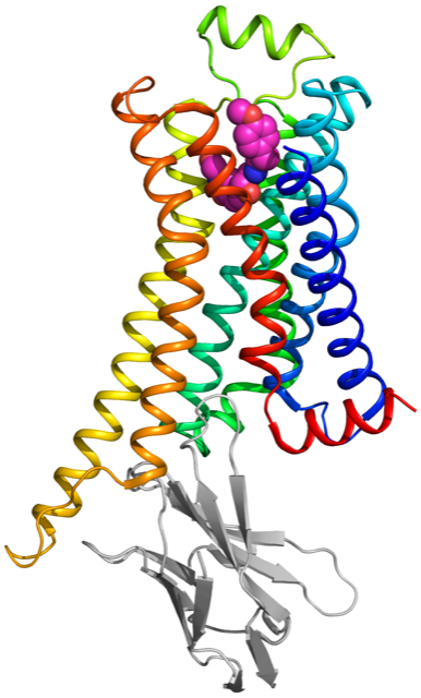 Beta1 adrenoceptor bound to a nanobody (grey)