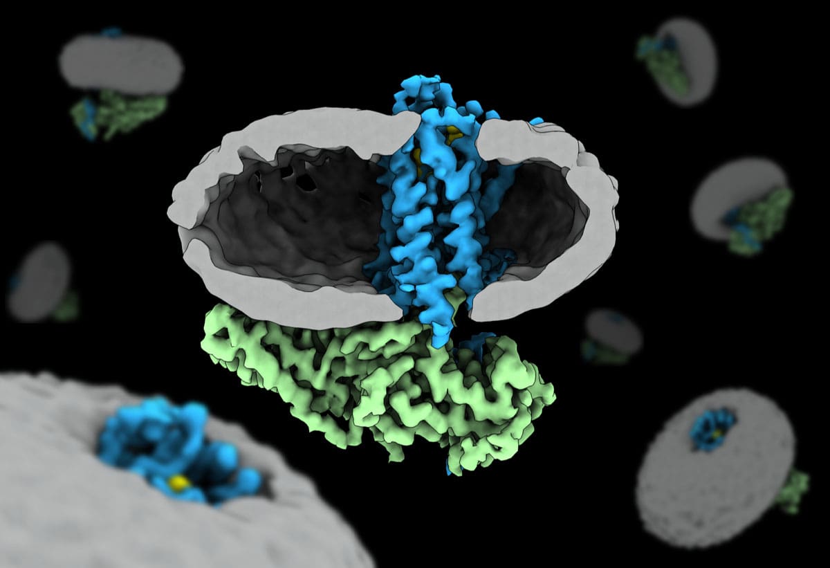 β-arrestin coupling to formoterol-bound β1-adrenoceptor in lipid nanodisc