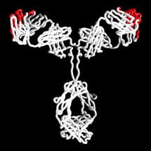 Therapeutic Antibody