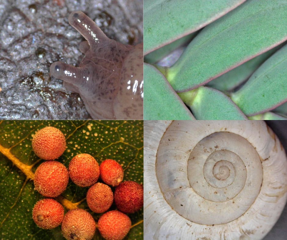 2022 Microscopes4Schools Competition winning images. 