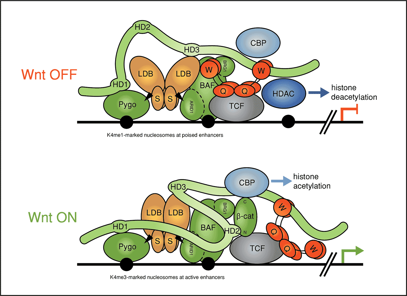 Refined model of Wnt enhanceosome