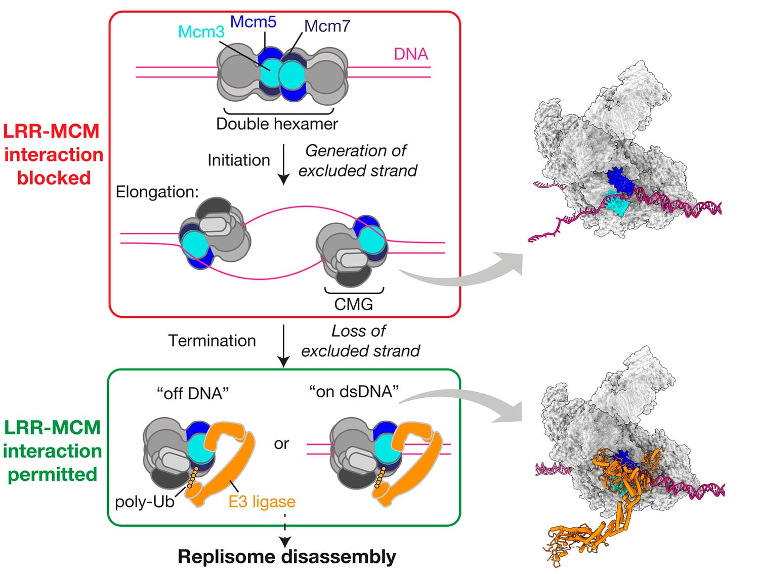 Figure showing how the double hexamer blocks E3 ligase binding to DNA during replication, preventing the disassembly of the replisome compared to the arrangement when DNA replication is complete and loss of the lagging strand stearic hindrance allows E3 ligase to target the replisome for disassembly.