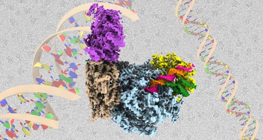 A multi-subunit protein complex, shown in various colors, interacts with a double-stranded DNA helix on a grey background.