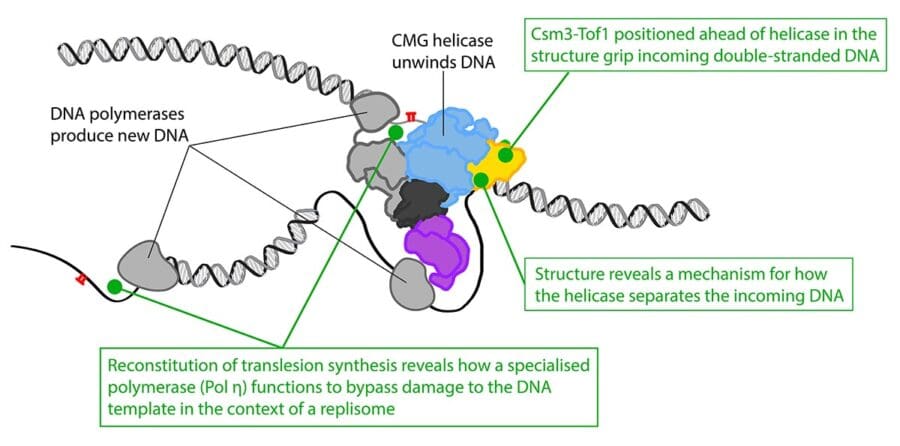 Two recent publications shed insight into how the replisome positions the Fork Protection Complex at the front of the assembly to encounter unwound DNA, conducts unwinding of the two strands of the DNA double helix, and tolerates damage on both strands of the DNA