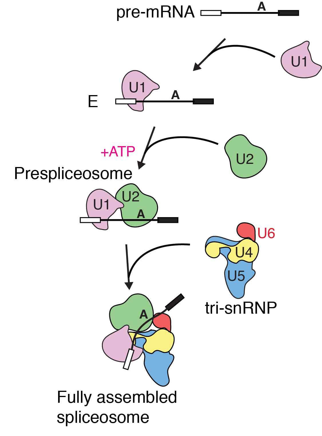 Diagram showing the assembly of the spliceosome
