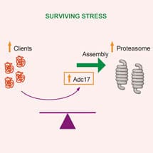 bertolotti_insight_4-8-14_215