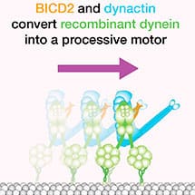 carter_buulock_dynein_215