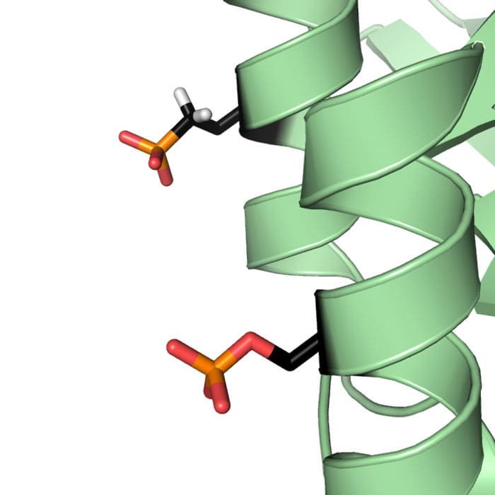 chin_insight_1-6-15 Encoding phosphoserine 