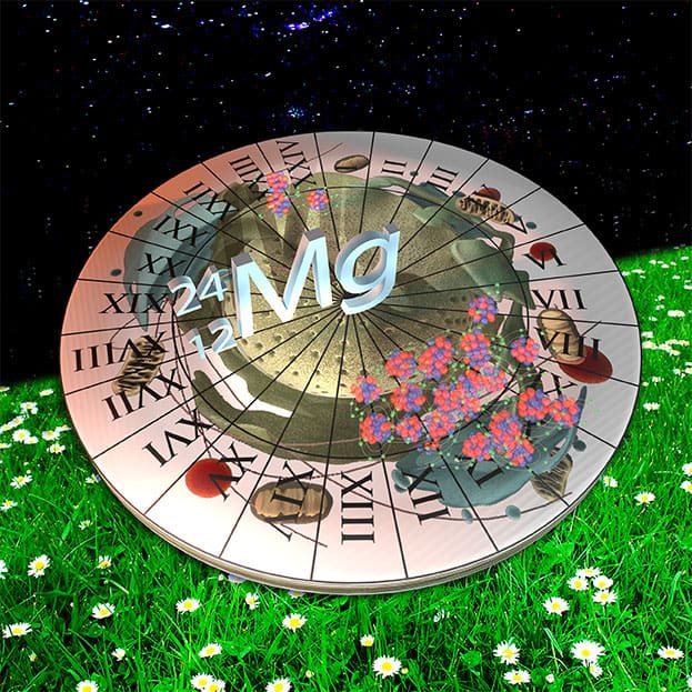 stylised 24 hour clock showing release and uptake of magnesium during the night and day