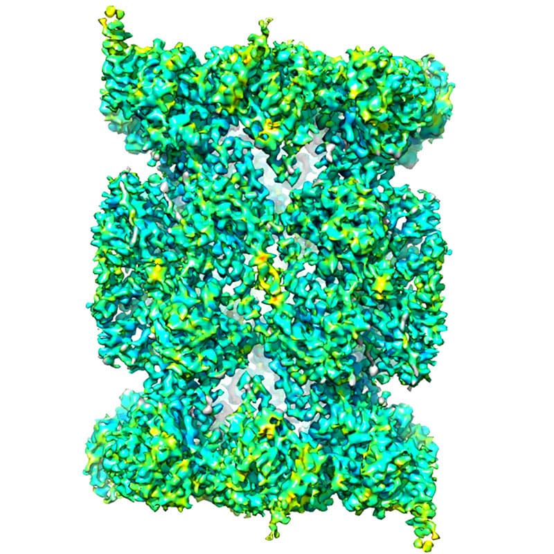 Structure of the human 20S proteasome
