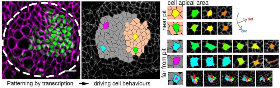Cellular patterning by transcription drives distinct apical cell behaviors, including shape changes and rearrangements, to initiate pit formation in a developing tissue.