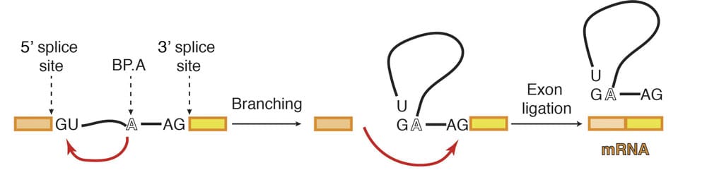 Schematic diagram of pre-mRNA splicing