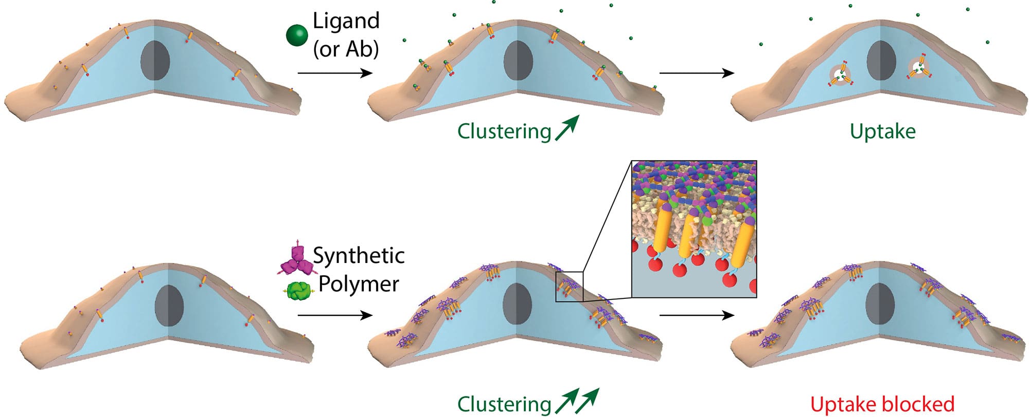 Synthetic design of a membrane organiser
