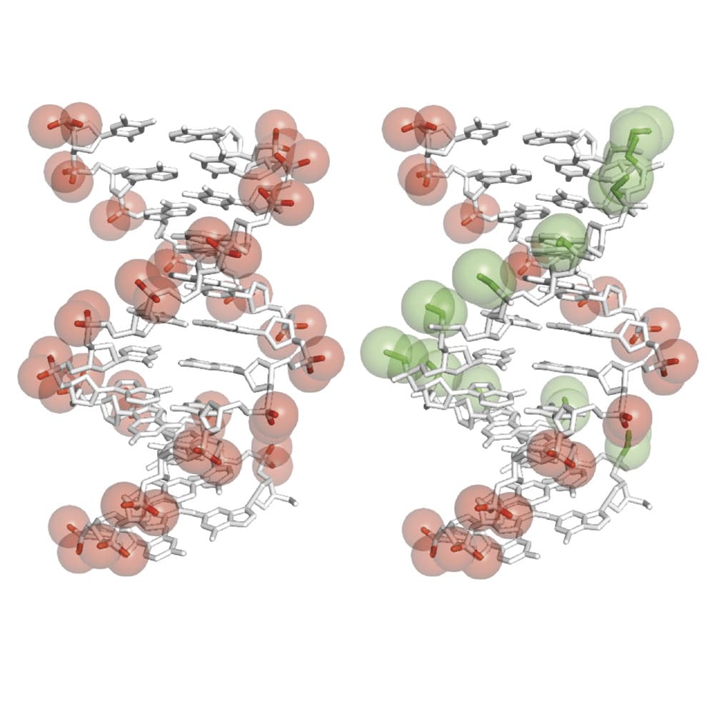 Two strands of DNA paired together (left) and a novel uncharged DNA-like molecule paired with a strand of DNA (right)
