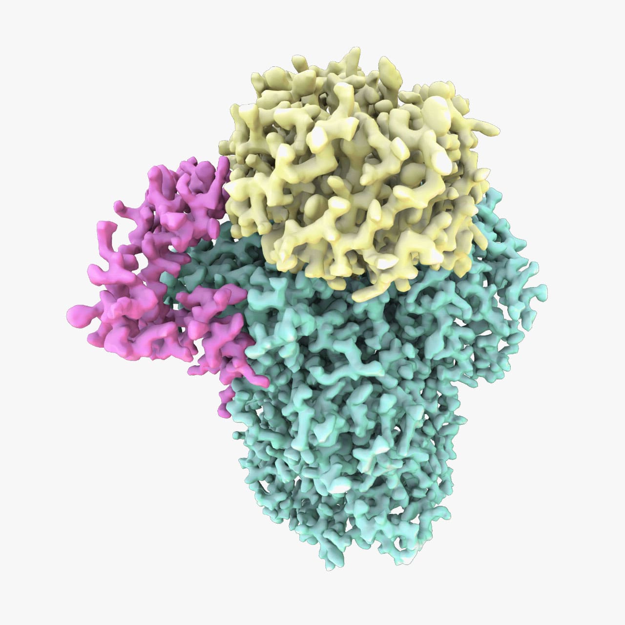 polymerase module structure