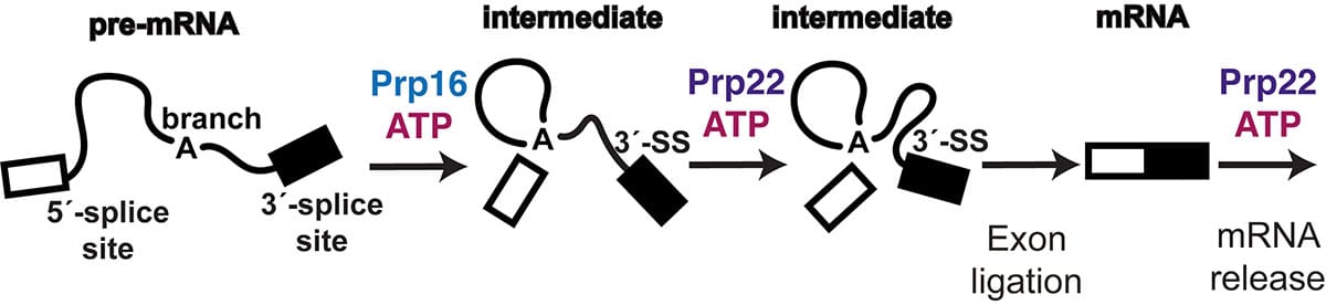 Schematic showing the sequential steps of splicing and the stages at which the ATPases Prp16 and Prp22 are known to act. First a lariat intermediate is formed through a reaction between the branchpoint and the first nucleotide of the intron at the 5' splice site, then exon ligation can occur once the 3' and 5' splice sites are aligned.