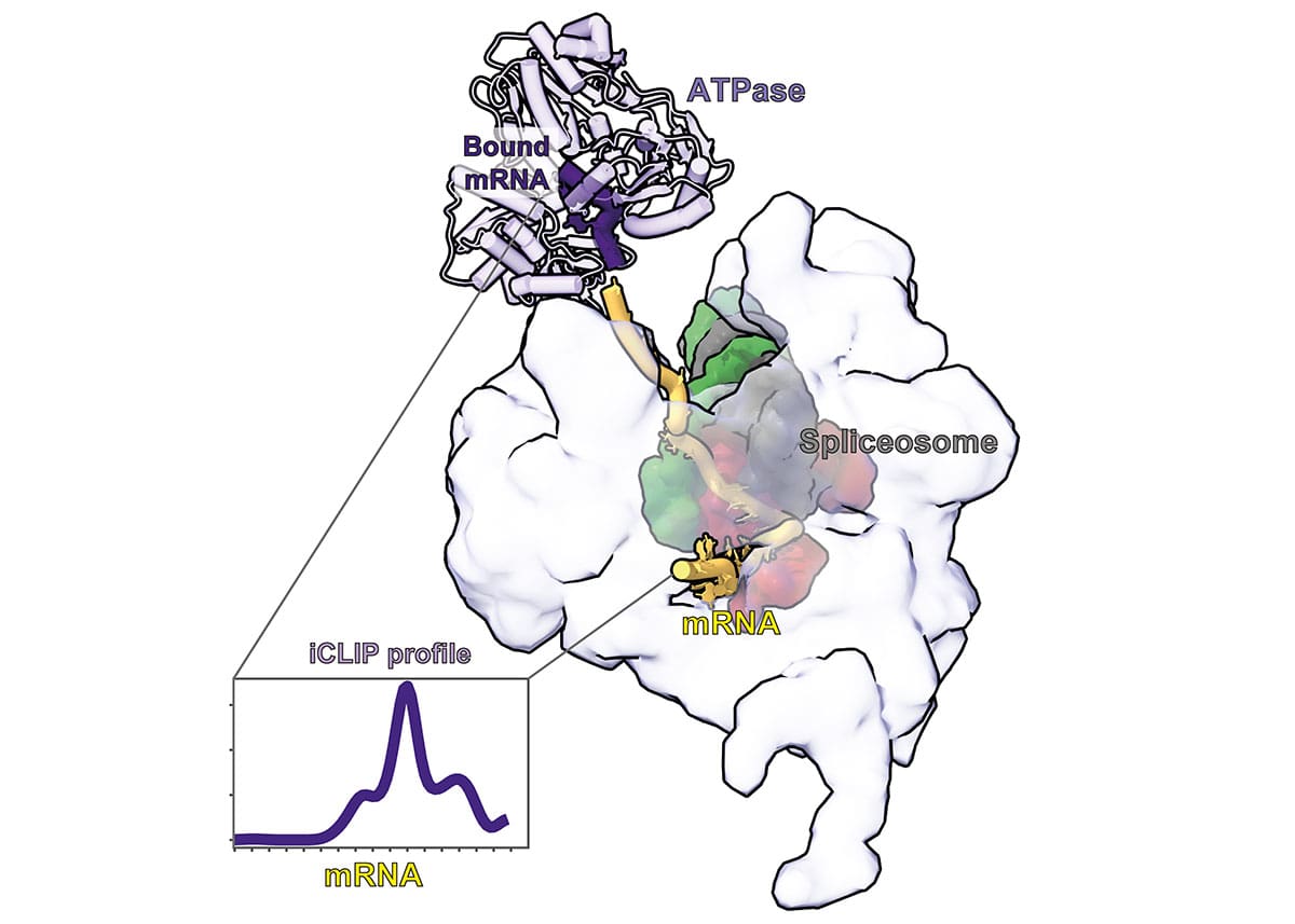 A structural snapshot of a post-catalytic spliceosome bound to mRNA with the psiCLIP binding profile for the ATPase Prp22 mapped onto it. Prp22 is poised to pull from a defined region on the bound mRNA to release it from the spliceosome.