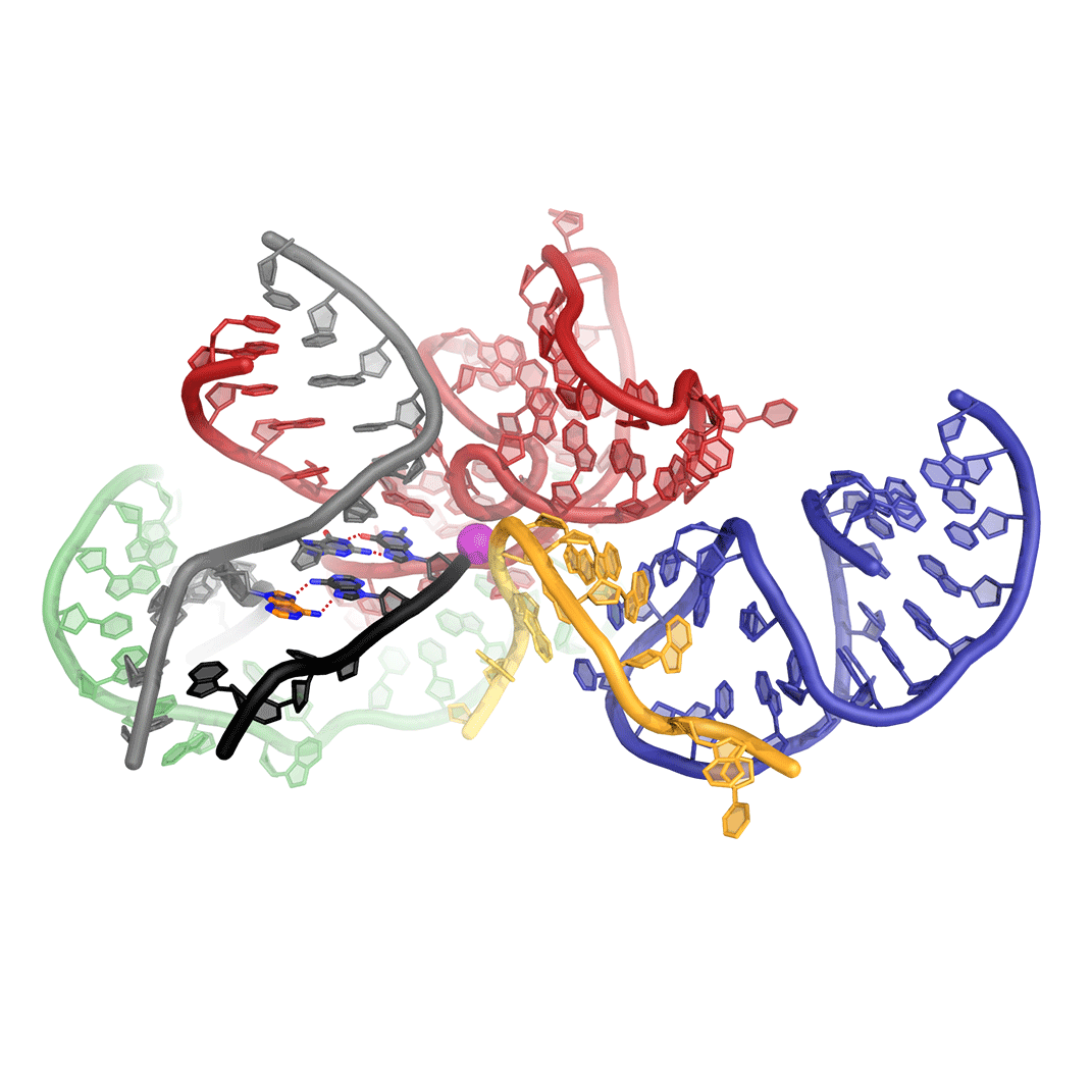 RNA at the core of the spliceosome.