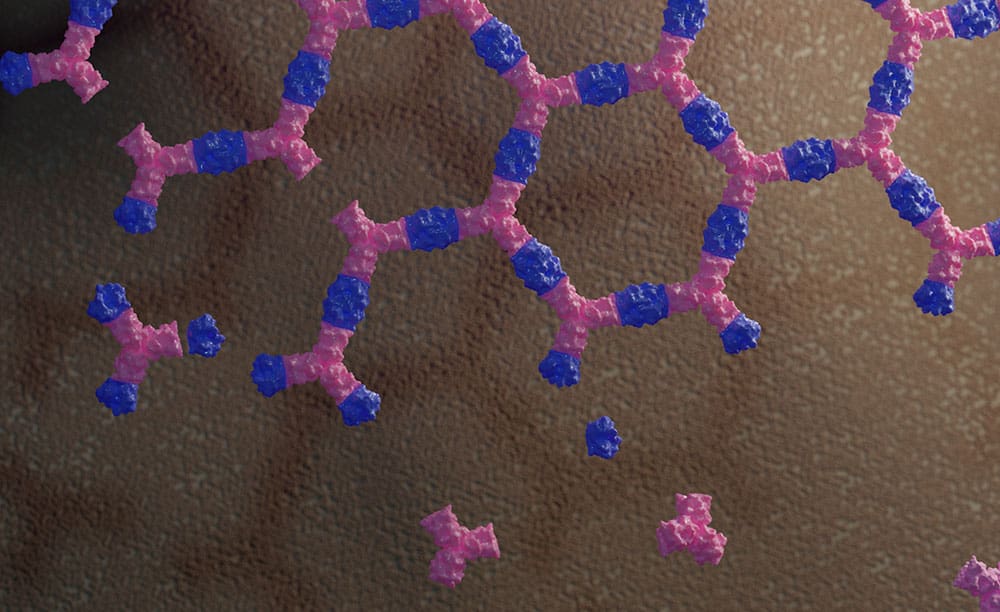 Structure of a two-component protein material