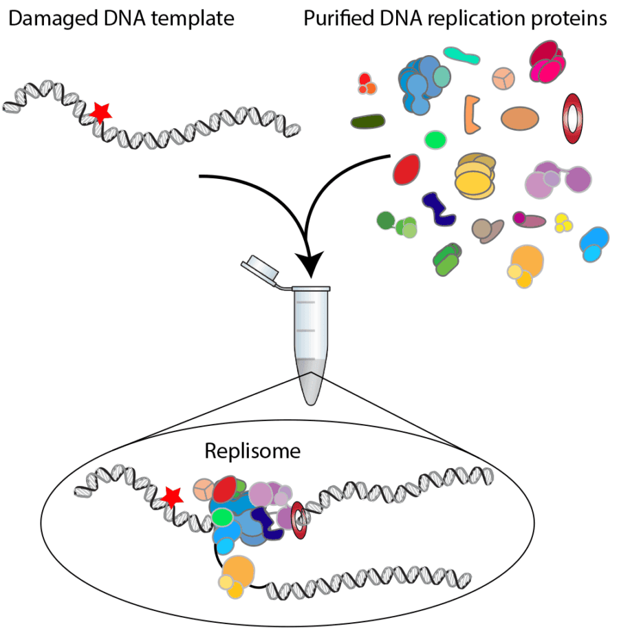 How does the replisome respond to DNA damage? | MRC Laboratory of ...