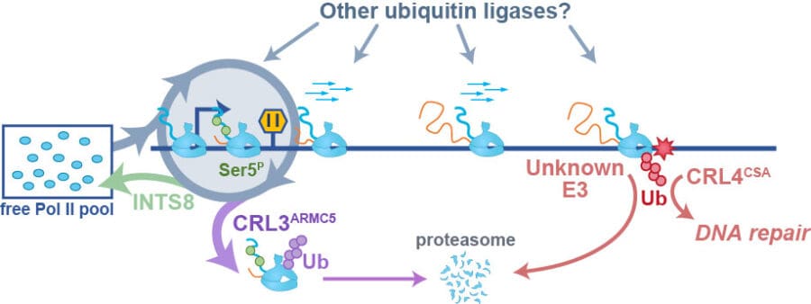 Pol II transcription cycle