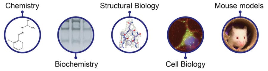 Five icons represent multidisciplinary scientific research, encompassing chemistry, biochemistry, structural biology, cell biology, and in vivo mouse models.