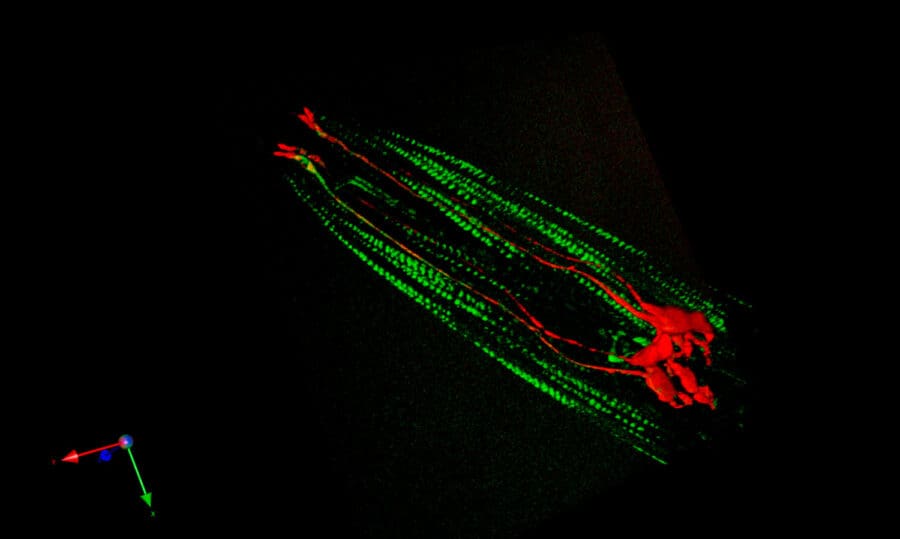 C. elegans mechanosensory neurons (in red) and head muscles (green)
