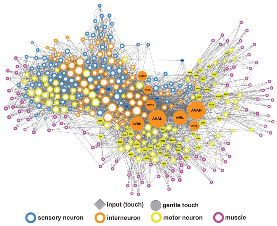Representation of C. elegans synaptic connectome network with circles to represent connectivity hubs