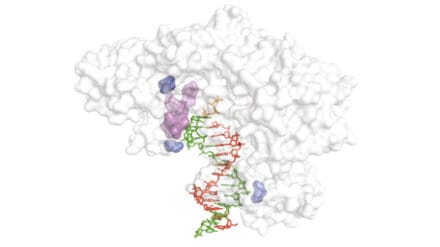 Diagram showing the reverse transcriptase structure (white) with nascent cDNA strand (red), XNA template (green) and regions critical for reverse transcription of XNA templates (blue and purple)