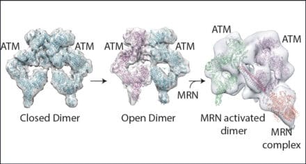 Cryo-EM structures of ATM dimers: Activation mechanism for ATM involves transition from tightly coupled dimers through loosely coupled dimers to a final complex with two molecules of ATM associated with an activated DDR complex, MRN (Mre11, Rad50, and Nbs1 complex) at a site of DNA damage.