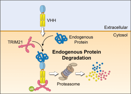 Illustration of Trim-Away technique using VHH to target protein of interest for TRIM21-mediated degradation.