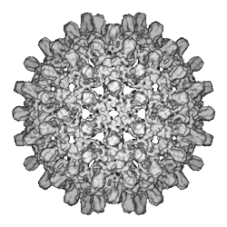 A 3D map of hepatitis B virus core