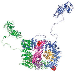 Structure of AP2 adaptor complex