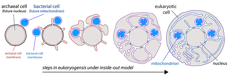 Inside-out model of eukaryogenesis shows an archaeal cell extending membranes to envelop bacteria, forming a eukaryotic cell with a nucleus and mitochondria.