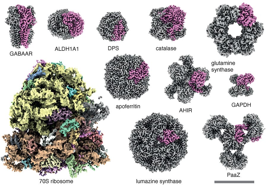Three-dimensional structures of 11 specimens, with each asymmetric unit highlighted in a different colour