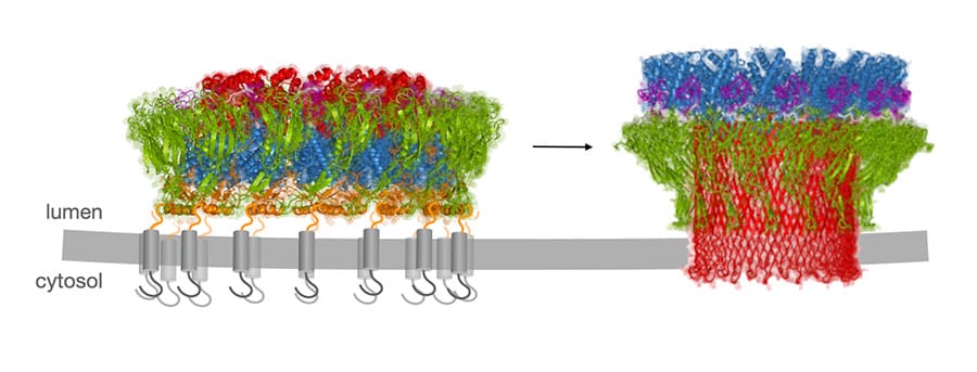 Structure of perforin-2 pores and pre-pores