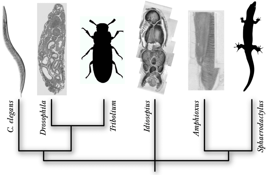 Phylogenetic tree illustrating the evolutionary relationships and diversity of six model organisms with representative images.