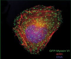 Fluorescent cell showing nucleus (purple), actin cytoskeleton (red), and GFP-Myosin VI (green) localisation.