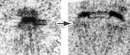 In the left panel, the dark oval structure just above the centre is the core of the SPB. The dark horizontal lines coming from right side of the core are the half bridge and the tracks coming from the bottom of the core are the spindle microtubules. In the right panel, the half bridge has elongated and the new daughter SPB has assembled
