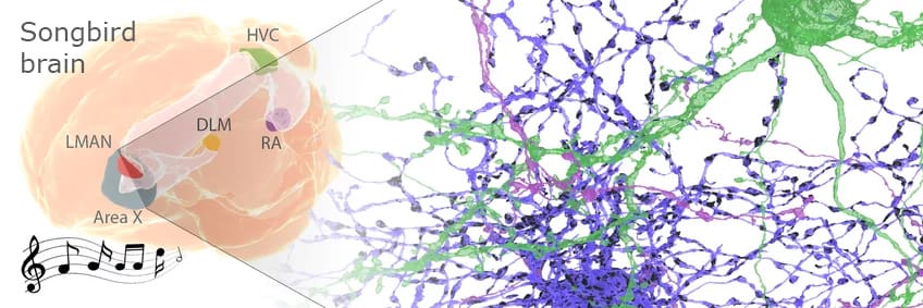 Schematic of a songbird brain with the song system highlighted and an image of generated neurons from this system