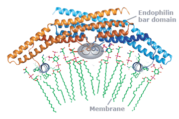 Membrane curvature by the endophilin BAR domain drives fast endophilin-mediated endocytosis (FEME)