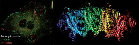 Characterisation of a tubular endocytic pathway. Right: EHD2, a dynamin-superfamily member which remodels membranes