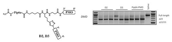 Bi-specific PMO (2 different PMOs) delivered by a single Pip6a peptide shows full exon skipping ability for the dystrophin target and a second target (data not shown).