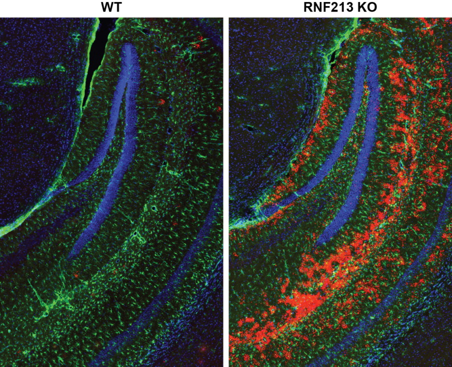 mouse brain fluorescence