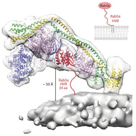 A cryo-ET reconstruction of VPS34 complex II assembled on membranes with lipid-coupled RAB5.