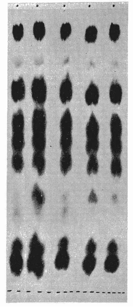 Chromatogram illustrating separated molecular fragments in distinct lanes, typical of early biochemical sequencing methodologies.