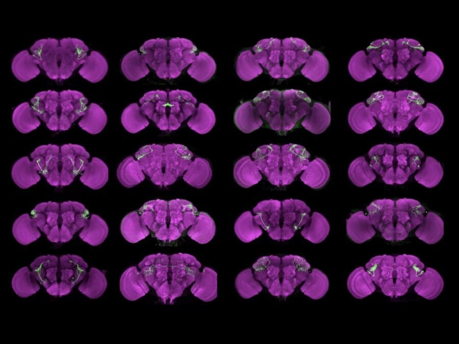 Twenty 3D reconstructions of Drosophila brains, colored purple, highlight specific green-labeled neural circuits.